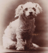 Victorian cdv photo for sale  BARNET