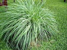 Lemongrass plant aromatic for sale  Palm Bay