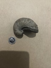 Gryphea devils toenail for sale  BOURNEMOUTH