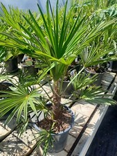 Trachycarpus wagnerianus chine gebraucht kaufen  Dillingen a.d.Donau