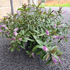 Hebe archy litre for sale  STOKE-ON-TRENT