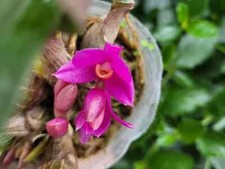 Rare dendrobium baby for sale  SAFFRON WALDEN