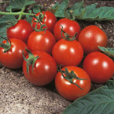 Tomato alicante kings for sale  WITHAM