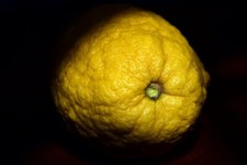 Zitronatzitrone etrog exotisch gebraucht kaufen  Jessen