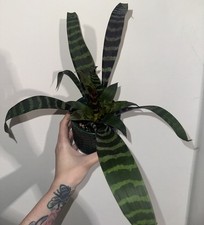 Vriesea flaming sword for sale  SOUTH OCKENDON