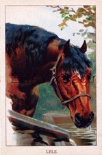 Horse bay mare for sale  Lake Villa