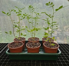 Liquorice plants glycyrrhiza for sale  BRAINTREE