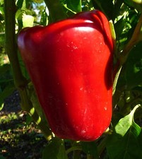 Capsicum annuum var. usato  Napoli