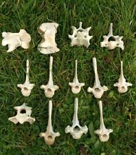 Sheep vertebrae spine for sale  ISLE OF SKYE