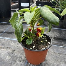 Impatiens niamniamensis congo for sale  HELSTON