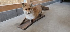 Ausgestopfter fuchs holzpodest gebraucht kaufen  Basberg, Kerpen, Walsdorf