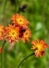 Orange hawkweed seeds for sale  CARMARTHEN