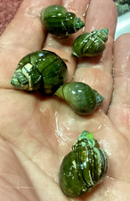 Mystery apple snail for sale  Rhodes