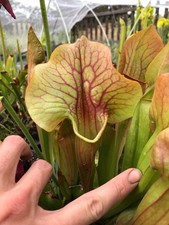 Sarracenia oreophila north for sale  Platteville