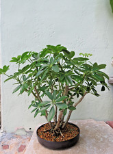 plants umbrella for sale plants umbrella for sale Miami