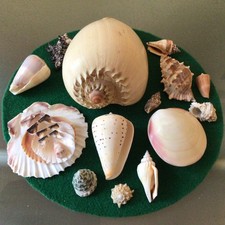 Job lot seashells for sale  DUNSTABLE