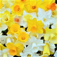 Daffodil flower bulbs for sale  Chesterfield
