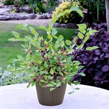 Dwarf mulberry fruit for sale  BURTON-ON-TRENT