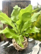 Japanese birds nest for sale  Lomita