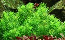 Aquarium plante pogostemon d'occasion  Expédié en France