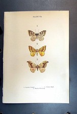Antique old print for sale  UK