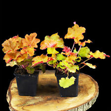 Campanellino viola heuchera usato  Spedire a Italy