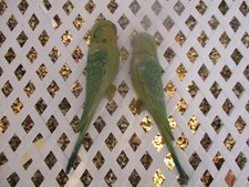 Pair unique art for sale  Carmi