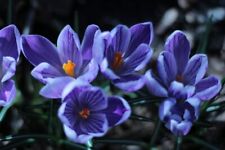 Schneekrokusse geflammt krokus gebraucht kaufen  Kaiserslautern