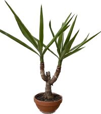 Yucca elephantipes tronchetto usato  Italia
