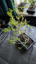 indoor bonsai for sale  LITTLEHAMPTON