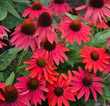 Echinacea purpurea lakota gebraucht kaufen  Goch