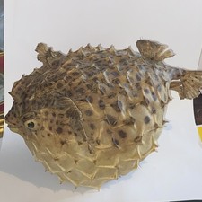 Diodon naturalisé poisson d'occasion  Saint-Antoine-de-Breuilh