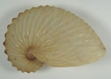 Argonauta hians 67mm for sale  Carlsbad