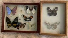 insect display case for sale  RUNCORN