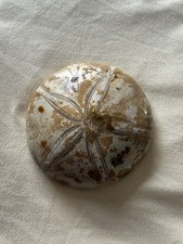 echinoid for sale echinoid for sale ROWLANDS GILL