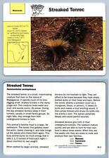 Streaked tenrec 91.2 for sale  SLEAFORD