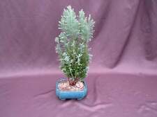 European cypress bonsai for sale  Freeport