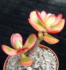 Crassula hummell sunset for sale  EASTBOURNE