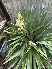 Large yukka plant for sale  WALTON-ON-THAMES