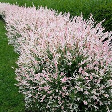 Salix integra hakuro gebraucht kaufen  Heinsberg