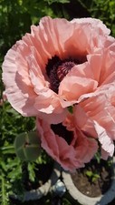 Türkischer riesenmohn rosa gebraucht kaufen Türkischer riesenmohn rosa gebraucht kaufen  Stühlingen