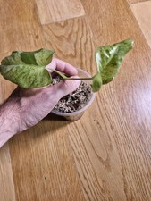 Philodendron paraiso verde for sale  BRISTOL