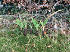 Large strong comfrey for sale  NEWRY