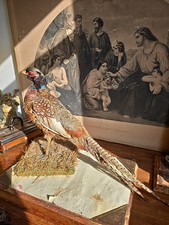 Beautiful pheasant bird for sale  BEDFORD