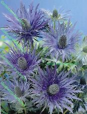 Potted litre eryngium for sale  ALFRETON