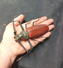 callipogon for sale  Emporia