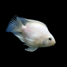 White parrot fish for sale  HAYWARDS HEATH