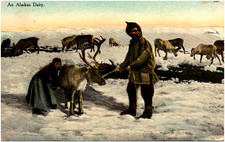 Alaskan dairy inuit for sale  Hagerstown