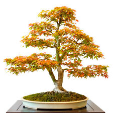 Samen fächerahorn acer gebraucht kaufen  Calw