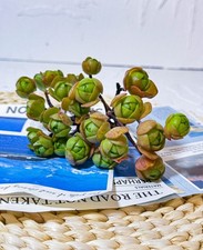 Aeonium saundersii pinheads for sale  Edison
